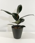 Ficus Robusta 50cm