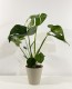 Monstera Deliciosa 60cm