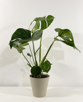 Monstera Deliciosa 60cm