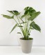 Monstera Deliciosa 70cm