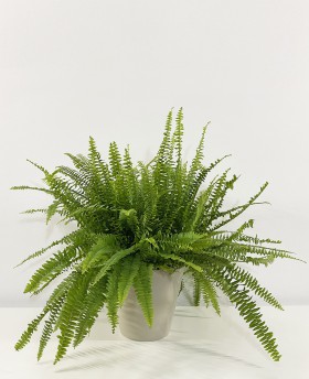 Neprholepis Exaltata Boston