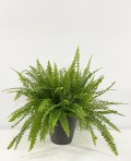 Neprholepis Exaltata Boston