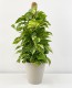 Photos Epipremnum Aureum