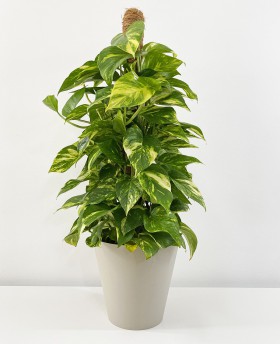 Photos Epipremnum Aureum