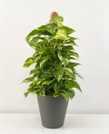 Photos Epipremnum Aureum