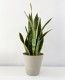 Sansevieria Laurentii 70cm