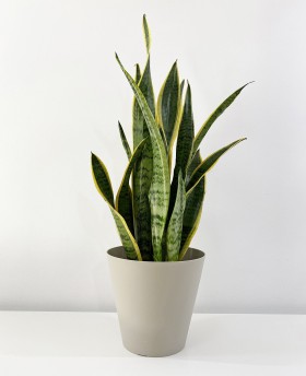 Sansevieria Laurentii 70cm