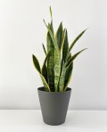 Sansevieria Laurentii 70cm
