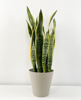Sansevieria Laurentii 85cm