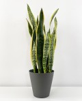 Sansevieria Laurentii 85cm