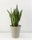 Sansevieria Trifasciata
