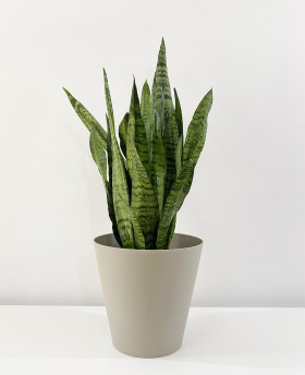 Sansevieria Trifasciata