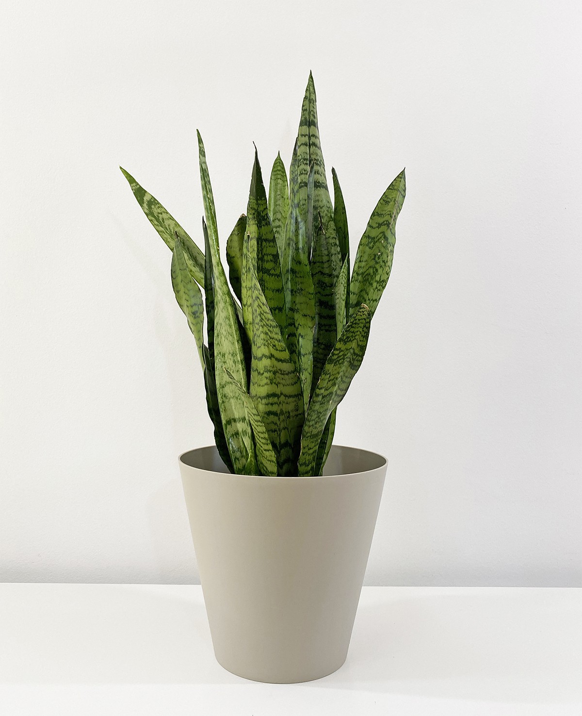 Sansevieria Trifasciata