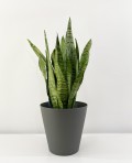 Sansevieria Trifasciata