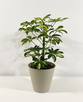 Scheflera