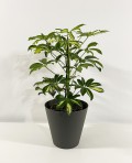 Scheflera