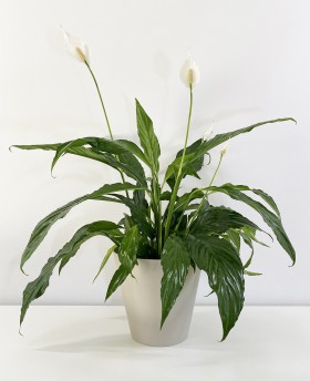 Spathiphyllum Sweet Chico