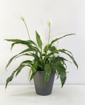 Spathiphyllum Sweet Chico
