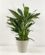 Spathiphyllum Wallisi