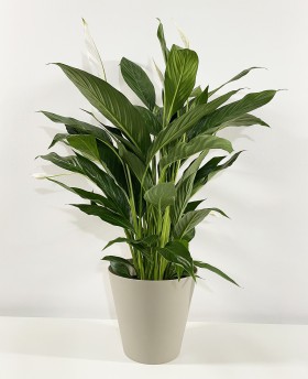Spathiphyllum Wallisi