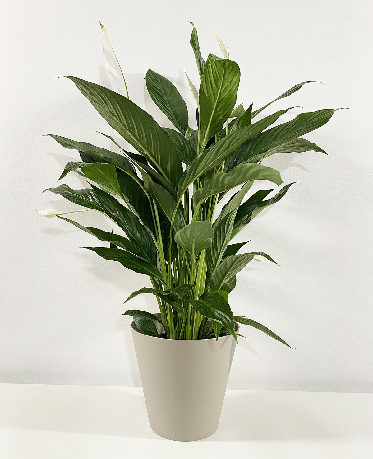 Spathiphyllum Wallisi