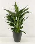 Spathiphyllum Wallisi