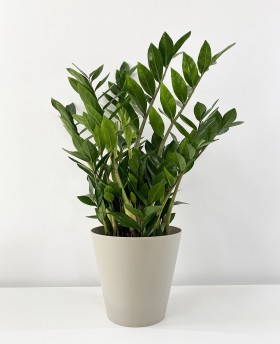 Zamioculcas Zamiiofilia 75cm