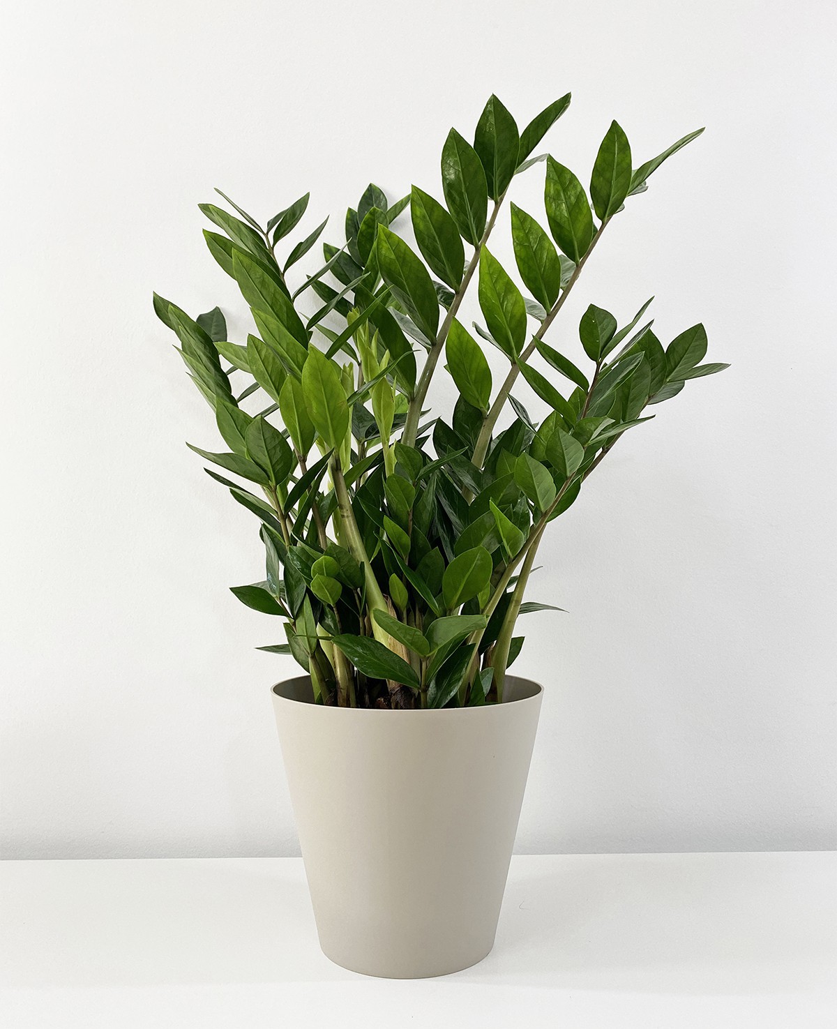 Zamioculcas Zamiiofilia 75cm
