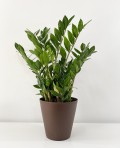 Zamioculcas Zamiiofilia 75cm