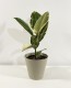 Ficus Elastica Tineke
