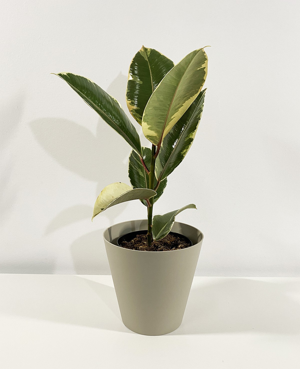Ficus Elastica Tineke