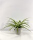 Chlorophytum Comosum
