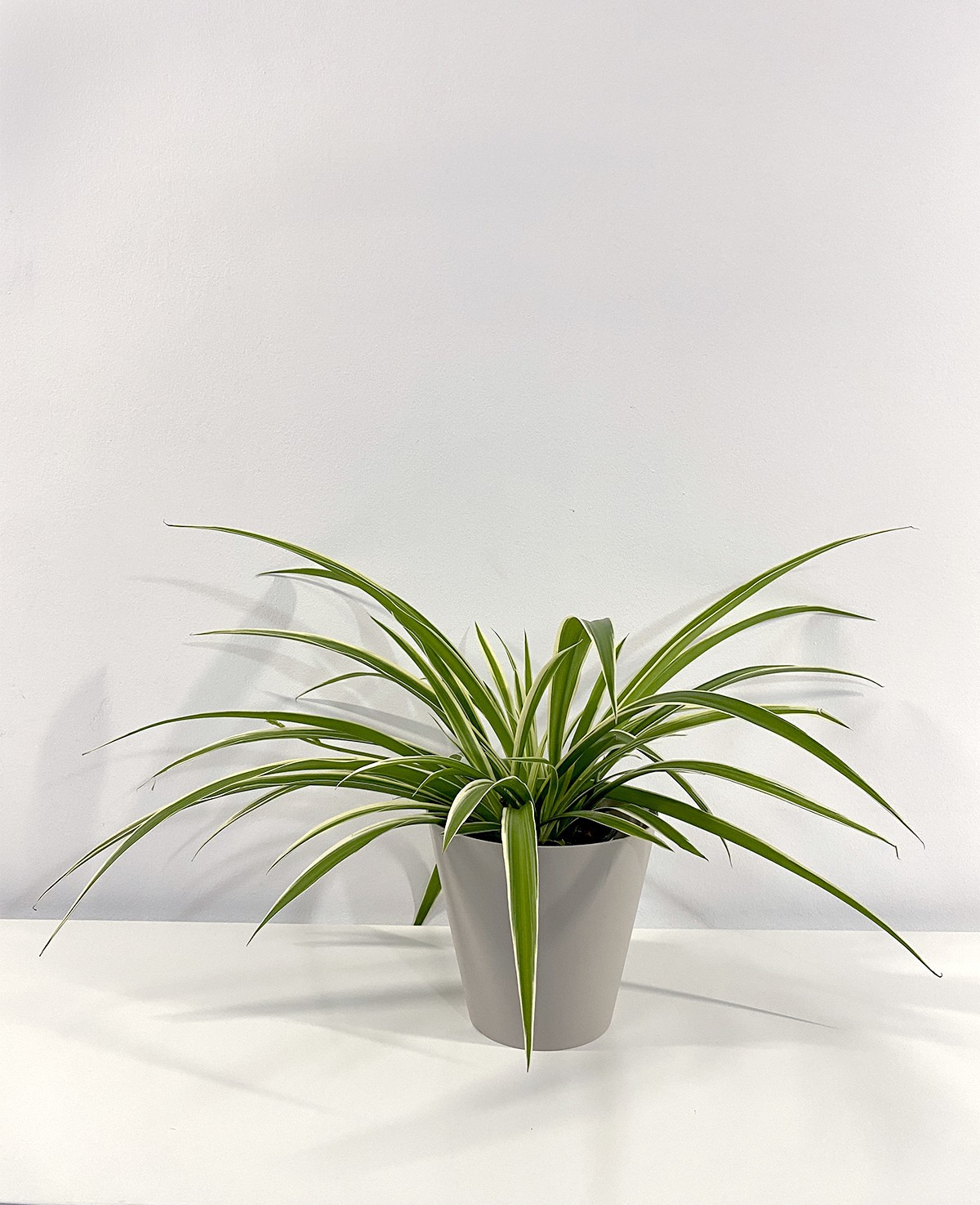 Chlorophytum Comosum