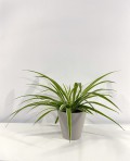 Chlorophytum Comosum