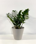 Zamioculcas Zamiiofilia 50cm